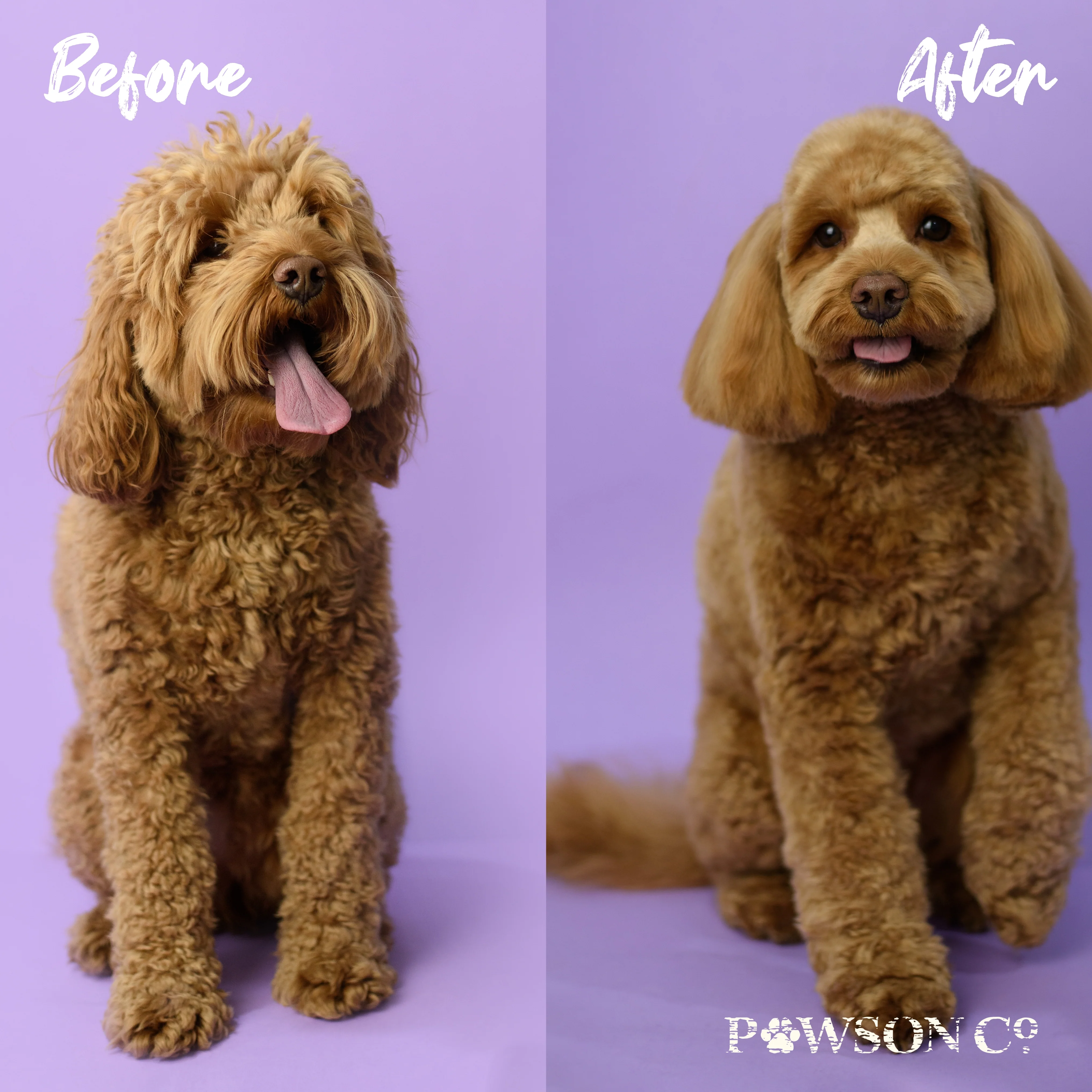 Pet Shampoo Bar – Cherry Blossom for Dogs | VIORI - Image 6
